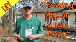 Growing Sugar Snap Peas in Our Raised Bed. How to increase your yield.