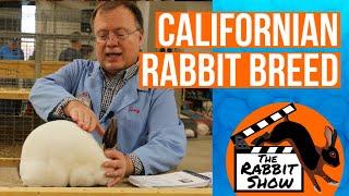 Californian Rabbit Breed by Terry Fender, ARBA Judge