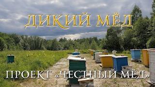 Проект "Честный мёд". Дикий мёд