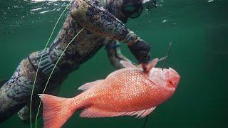 My FIRST Snapper on POLESPEAR & Spearfishing Offshore Oil Rigs for Big Snapper (thousands of fish)