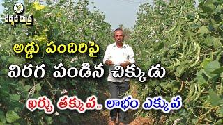 అడ్డు పందిరిపై చిక్కుడు సాగు || Broad Bean / Chikkudu Farming in Trellis Method || Karshaka Mitra