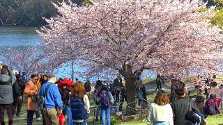 High Park Cherry Blossoms: Timeless Beauty and Captivating Views