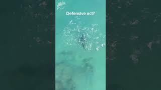 Shoal behaviour  #cabopulmo  #dcdocumentaries #dive #ocean #underwater #underwatervideo #nature