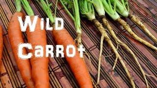 (The Northwest Forager) Ep. 13 Wild Carrot - Queen Anne's Lace