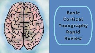 Cortical Topography Rapid Review