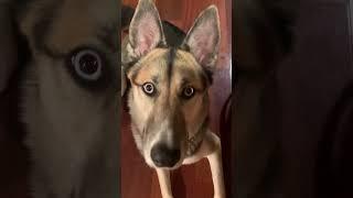 olive’s theme song #husky #belusky #belgianmalinois #dogshorts #dogvideo #doggo #dogsofyoutube #dogs