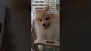 JUAL ANJING MINI POM RAMAH DI KANTONG#jualanjing#jualminipom