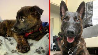 2 Years in 8 minutes With My Dutch Shepherd!