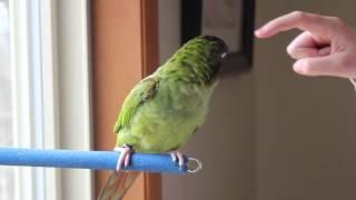 Kiwi the Blue Crown Conure Talking