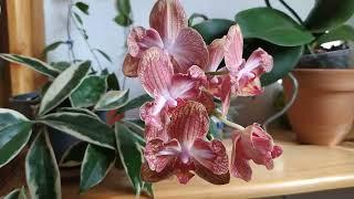 Хойя cv.Rebecca ,и Орхидеи Бабулетка,сорт Ровелло #хои #орхидеи