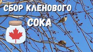 Сбор кленового сока!