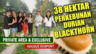 38 Hektar Perkebunan Durian Blackthorn - Jadi Tamu Exclusive di Private Area