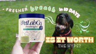 We tried this viral dental powder & this happened | PetLab Co.’s ProBright Advanced Honest Review