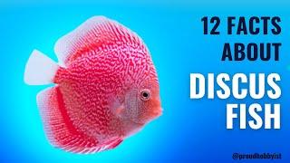 12 Facts About Discus Fish | Know more about Discus Fish | Proud Hobbyist