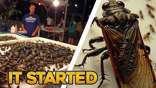 BILLIONS OF CICADAS ARE INVADING THE US! - Did the Bible Warn About This?