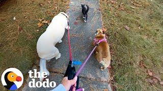 Random Cat Keeps Walking With Woman And Her Dogs | The Dodo