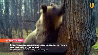 Новости UTV. В Башкирии медведь воровал мед у диких пчел