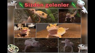 Sizden Gelenler 2