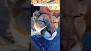 This man rescued a mountain lion in distress and raised it with love #animalshorts