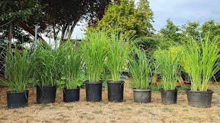 LEMONGRASS: Growing, Harvesting, Storing, and Using Lemongrass 