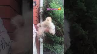 Щенок Шпица девочка мишка #spitz #shorts #pom #pomeranian #шпиц #щенокшпица