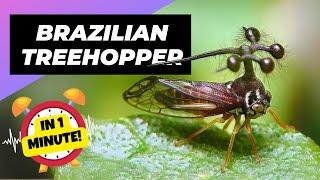 Brazilian Treehopper 🪲 Most Bizarre Bug Ever?! | 1 Minute Animals