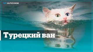 Турецкий ван: Удивительная кошка из Восточной Анатолии