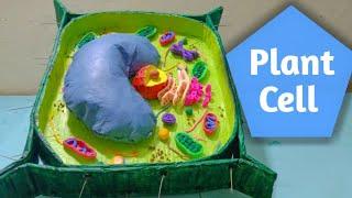 Plant Cell 3D Model For School Project | Simple and Easy |