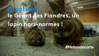 Le Géant des Flandres, un lapin hors-normes ! - Météo à la carte