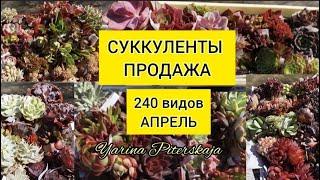 Суккуленты. Продажа. 240 видов. Апрель 2023г.