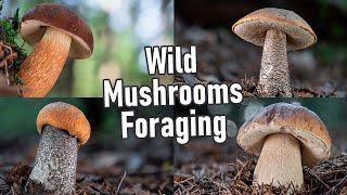 Wild Mushrooms Foraging | End of August 2024 | Boletus edulis | Funghi Porcini | King bolete | Cep