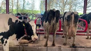 Our Flexible Cow Stalls | Hybrid Flex Cubicles | Condon Engineering