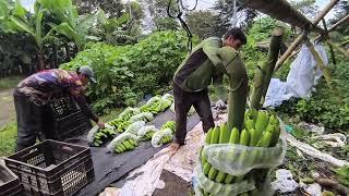 Harvest time ‼️‼️‼️ Mecmec Farmer and the bodies..