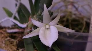 Angraecum didieri, Angraecum germinyanum и Dracula cordobae