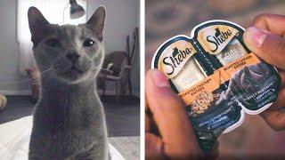 A Cat's Eye View // Presented By SHEBA®