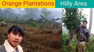 Orange Plantations / Orange Farming In Siang District / Arunachal Pradesh  Mangs Vlogs