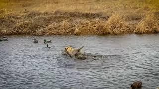 The Retriever Connection: Practical Experience