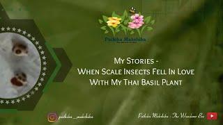 My Stories - When Scale Insects Fell In Love With My Thai Basil Plant