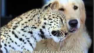 BORN FREE (Matt Monro)