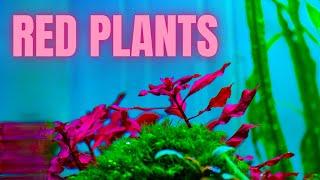 THE ONLY METHODS TO GROWING RED PLANTS (NOT IRON)