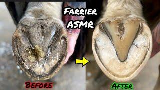 Farrier - Hoof Restoration / Barefoot Horse Trim - Satisfying