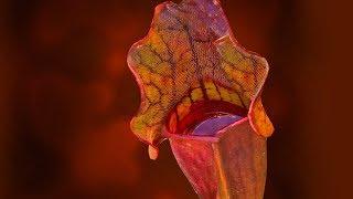 SARRACENIA CARE CONDITIONS | PITCHER PLANT