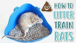 HOW TO LITTER TRAIN RATS!