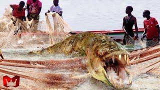 Banyak Ikan Hilang Dari Lautan Ini Dan Ilmuwan Sampai Sekarang Tidak Bisa Menjelaskannya