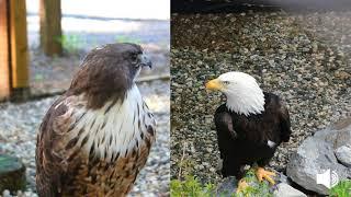 Red-tailed Hawk and Bald Eagle Vocalization
