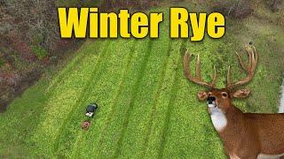 December Winter Rye Deer Food Plots