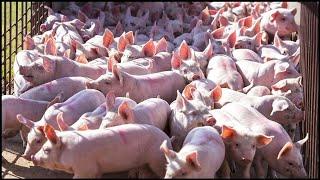 How Farmers Raise Millions of Pigs - Modern Pig Farms