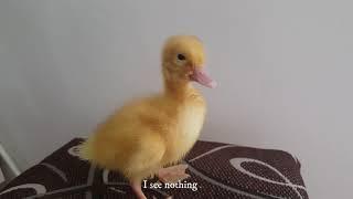 DUCKS SOUND - Little ducks quacking -  Funniest Baby Ducklings Compilation