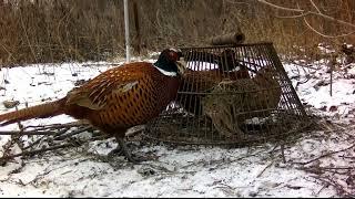 КАК ПОЙМАТЬ ФАЗАНА(HOW TO CATCH A PAIR OF PHEASANTS)???