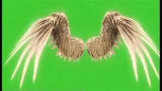 Bird wings GreenScreen